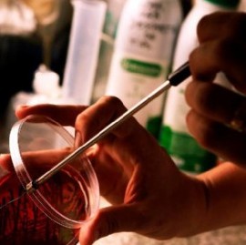 Con estudio científico, la Universidad Nacional de La Plata va en busca de la "cerveza perfecta"