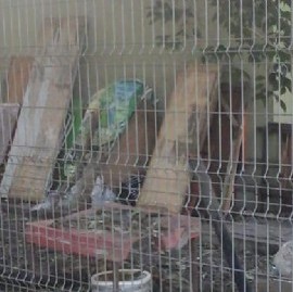 Todo sigue igual en La Plata: la casa que perteneció a Pedro Benoit, a la deriva y sin cuidado