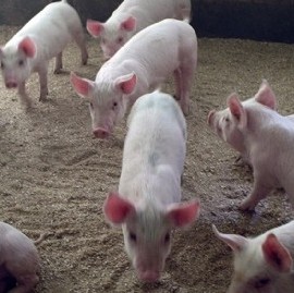 La Plata: realizarán una jornada para concientizar sobre el acuerdo porcino con China
