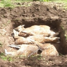 Zoológico/Bioparque de La Plata: matan a seis ciervos y las autoridades ordenaron tapar evidencias