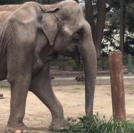 Varias generaciones de platenses lamentan la muerte de "Pelusa"