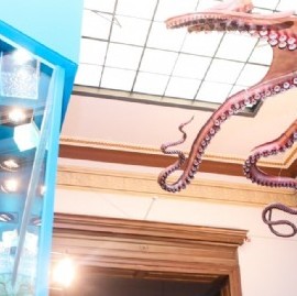 "Invertebrados. Sorprendentes formas de vida": nueva sala de exhibición en el Museo La Plata