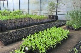 Un convenio entre la CEAMSE y el OPDS potencia la producción de árboles nativos bonaerenses