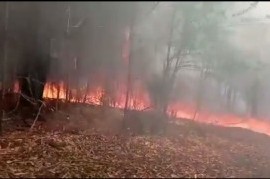 Preocupante: denuncian incendios intencionales en el Parque Pereyra Iraola
