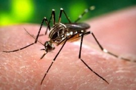 Aumentaron los casos de Dengue y Chikungunya en la provincia de Buenos Aires