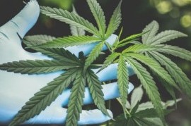 La Justicia penal bonaerense ordenó devolverle las plantas de cannabis a un paciente oncológico