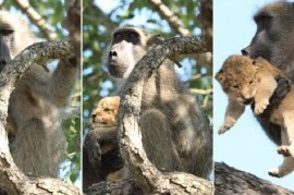 La inesperada recreación de una escena icónica de la película "El Rey León"