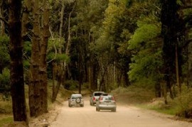 Cariló: Yeza avanza con un megaproyecto urbanístico y lo acusan de "chanta y destructor de bosques"