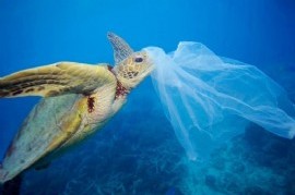 Reducir plásticos de un solo uso es fundamental para cuidar el Medio Ambiente