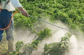 La Plata: advierten que el uso de agroquímicos no está regulado en la producción de alimentos