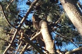 Pinamar: Atraparon a un Puma que había aparecido en la localidad de Ostende