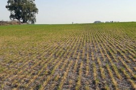 Sequía en territorio bonaerense: otorgaron más de 5 mil millones de pesos a productores afectados