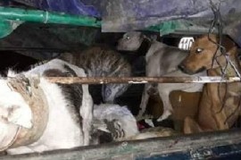 Asesinaron con perros y luego carnearon una chancha jabalí: los detuvieron y, al rato, los liberaron
