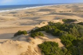 Las Dunas, en peligro: la UNLP busca preservar el arbolado urbano de la costa bonaerense