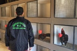 Lo de la serie "Un gallo para Esculapio" era verdad: rescataron 378 aves que utilizaban para riñas