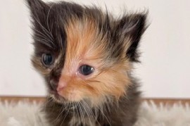 Una gata de rostro bicolor sorprendió a los habitantes de una casa