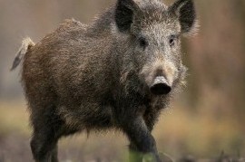 Amplían el territorio de control del Chancho Cimarrón, una amenaza para el Venado de las Pampas
