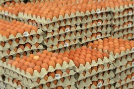 Argentina lidera el consumo mundial de huevos mientras crece el debate sobre el etiquetado