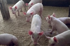 La Plata: realizarán una jornada para concientizar sobre el acuerdo porcino con China