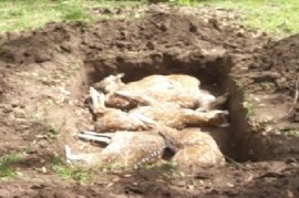 Zoológico/Bioparque de La Plata: matan a seis ciervos y las autoridades ordenaron tapar evidencias