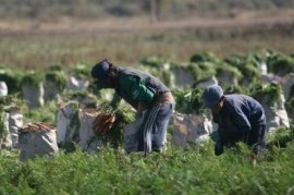 Tandil: rescataron a dos hombres que dijeron ser víctimas de trata laboral