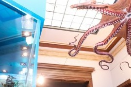 "Invertebrados. Sorprendentes formas de vida": nueva sala de exhibición en el Museo La Plata