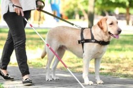 Rige en territorio bonaerense la ley que flexibiliza la utilización de los perros de asistencia