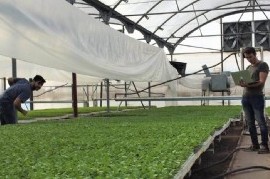 Graduados y estudiantes de la UNLP crearon un sistema que mejora la producción de cultivos cubiertos