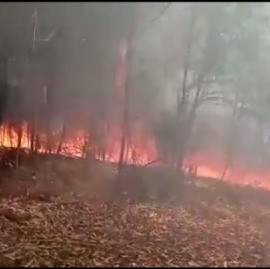 Preocupante: denuncian incendios intencionales en el Parque Pereyra Iraola
