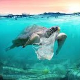 Día Mundial de los Océanos: el problema de la contaminación por plásticos necesita acciones urgentes