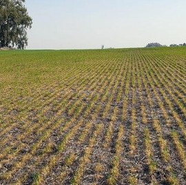 Sequía en territorio bonaerense: otorgaron más de 5 mil millones de pesos a productores afectados